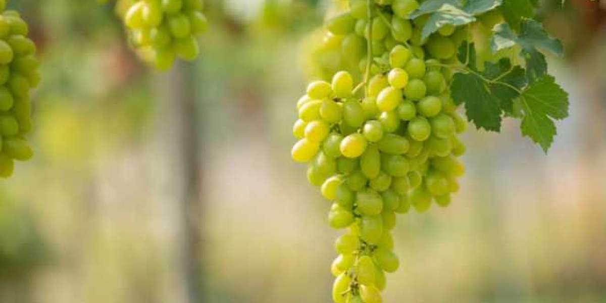 Grapes Have Numerous Male Health Benefits