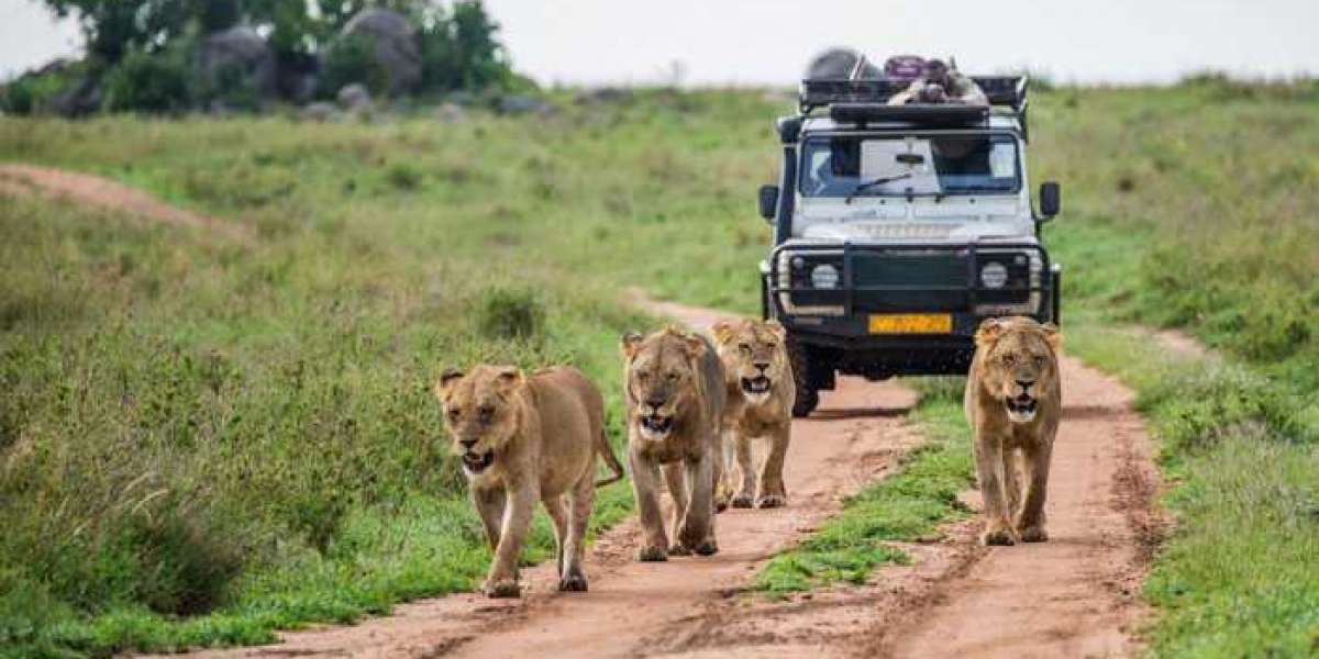 Is Ranthambore the best Safari?